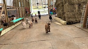 Honestly, a baby goat stampede would be a great way to go