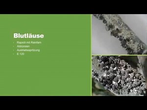 How to get rid of woolly aphids