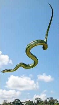 The Snake That Flies: Chrysopelea’s Secret