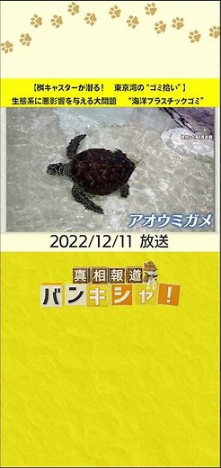 【桝キャスターが潜る！ 東京湾の“ゴミ拾い”】生態系に悪影響を与える大問題 “海洋プラスチックゴミ”