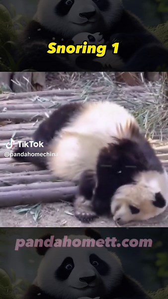 Adorable Panda Snoring Compilation