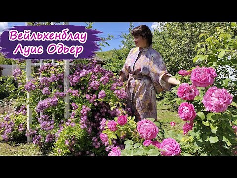Исторические розы Вейхельнблау и Луиз Одьер.