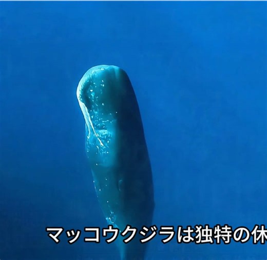 #野生動物 #自然観察 #動物ドキュメンタリー #野生の瞬間