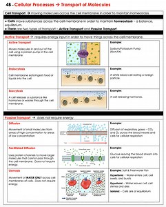 Cell Structure & Function