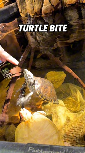 These things are just looking to bite 😂 always looking for trouble. Small turtle bites are usually not dangerous, but they can still hurt and occasionally break the skin depending on the turtle’s size and strength. Most small turtles, like red-eared sliders, painted turtles, and musk turtles, don’t bite out of aggression—they usually do it because they’re scared, stressed, or mistake your finger for food. Their beaks are sharp enough to pinch, scratch, or cause a small cut, but serious injuries