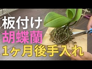 板付け胡蝶蘭１ヶ月後の手入れ〜枯れた根の整理と水糸の巻き直し〜