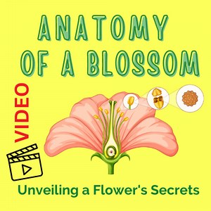 Anatomy of a Blossom: Unveiling a Flower's Secrets