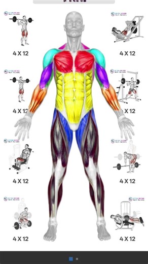 full body exercise Matra 13 day💪🦍🦍💪 exercise challenge #gym #motivation #exercise