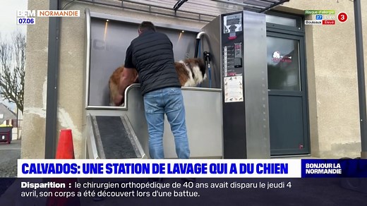 Calvados: une station de lavage pour chiens ouvre ses portes | BFM Normandie