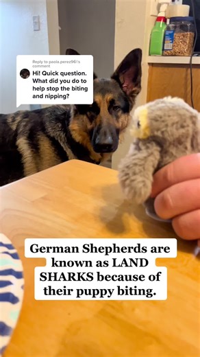 German Shepherd Biting: Tips to Stop the Behavior