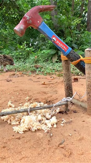 Boar Trapping on Instagram: "Best Creative DIY Wild boar Trap Using Hammer #reelvideo"