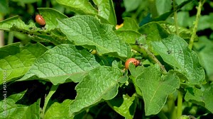 The Colorado potato beetle also known .as the Colorado beetle, the ten-striped spearman, the ten-lined potato beetle or the potato bug, is a major pest of potato crops