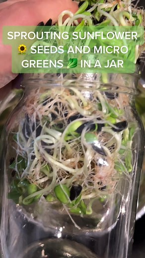 Sprouting Sunflower Seeds and Microgreens in a Jar