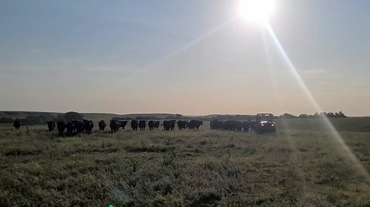 All-Purpose Corral www.molymfg.com #beefcattlefarmer #cattleproduction #goatfarm #sheepfarmer #animalscience #beefcheckoff #brandingcalves #calving #teamroping #teampenning #breakawayroping #coltstarting #cowhorse #longhorncattle #beefmaster #brangus #simangus #zebucattle #brahmancattle #vettok #cowtok #ranchtok #cattlewomen #rotationalgrazing #vetmed #cow #cattle #silencerchutes #cattlechute #cattlehandling #penrider #feedlot #cowcalf #blackangus #thebusinessbreed #redangus #rfdtv #workingranch