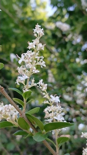 The Beauty of a Chinese-privet branch