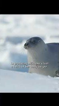 Harp Seal Pup's First Weeks of Life | A Mother's Ultimate Sacrifice in the Arctic