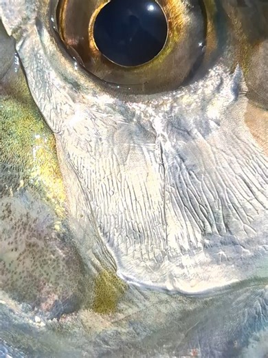 Cancun fly fishing isla blanca on Reels