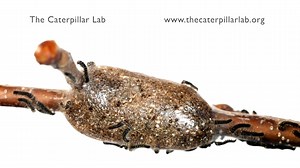 2.3K views · 50 reactions | Tent caterpillars overwinter as fully...