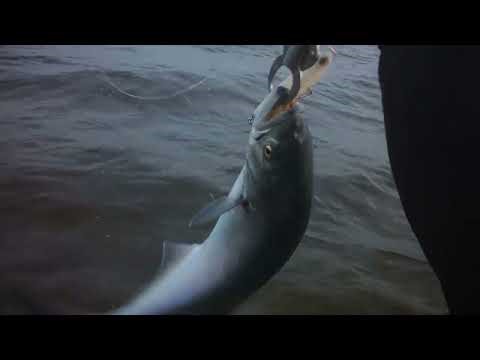 THE BLUEFISH BITE WAS ON FIRE | I LOST THE ONLY STRIPER OF THE NIGHT | FISHING RI WITH BOWTIE GUY |