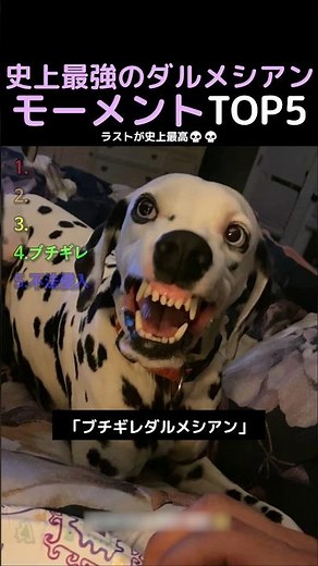 史上最強のダルメシアンモーメントTOP5