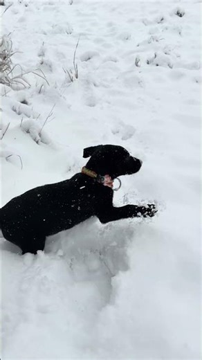 8 week old puppies first time experiencing snow! ❄️ #blacklabradore #labrador #pupstar #snow #dog