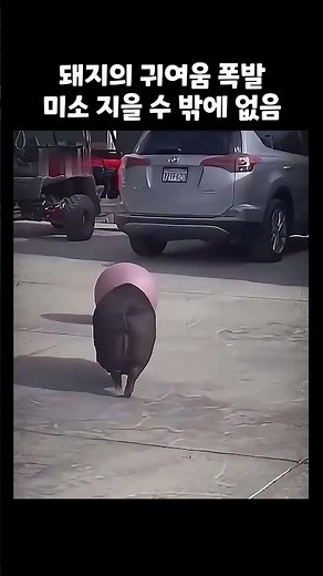 돼지의 귀여움을 확인하시라! 🐷🌼💖 #웃긴영상 #짤 #shorts #웃긴짤 #웃긴 #반전주의 #커엽