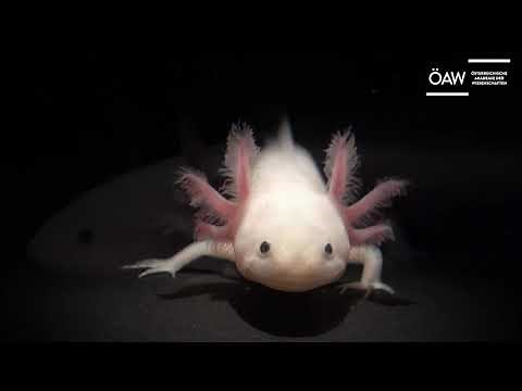 Was ist ein Axolotl?