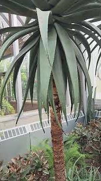Aloe ferox at the chicago botanical garden.