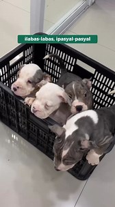 5.5K views · 17 reactions | Learn everything there is to know about Distemper from Doc Ryla from Petlink Canine Distemper Center. Get FREE CPV & CDV TESTING for your dogs on select Petlink branches for every dog vaccination. Keep your puppies healthy and message us for details!  Learn more about Petlink here:  tinyurl.com/petlinkvet | Petlink Veterinary Hospital | Facebook