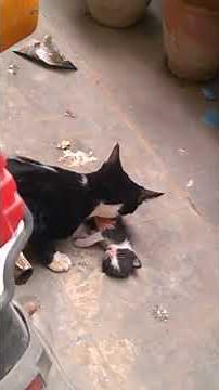 Danger cat kill kitten Mother cry