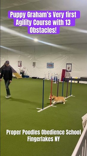Puppy Graham’s Very First Agility Course with 13 Obstacles! #fingerlakes #properpoodles