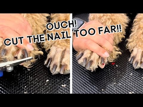 Cut the quick on a dog Nail clip! How to stop the bleeding in just a few seconds!!!