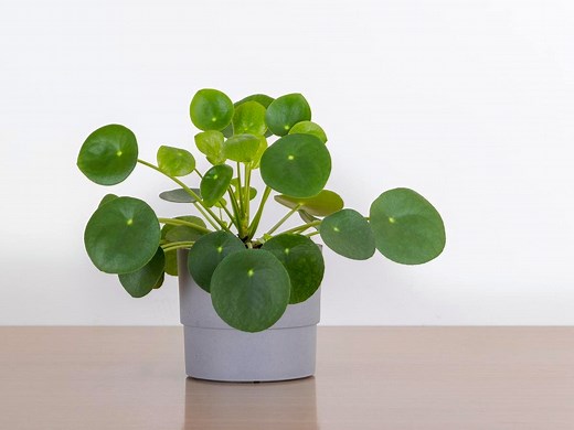 How To Grow And Care For A Chinese Money Plant - Bunnings Australia