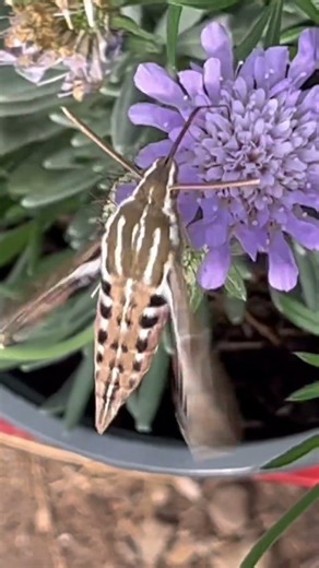 Hummingbird Moth on Pin Cushion plant. #shortsfyp #garden #pollinatorplants#youtubeshorts