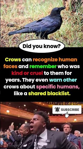 Did You Know Crows Can Remember Human Faces for Years?