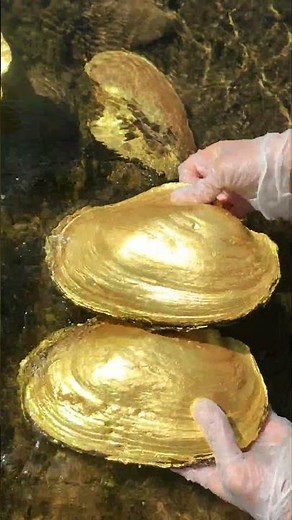 Giant Pearl Scallops vs. Freshwater Snails: Which Makes More Pearls?
