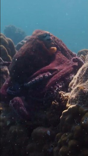 Camouflaged Octopus | Secrets of the Octopus