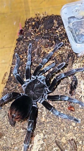 Chicken spider #tarantula #spider