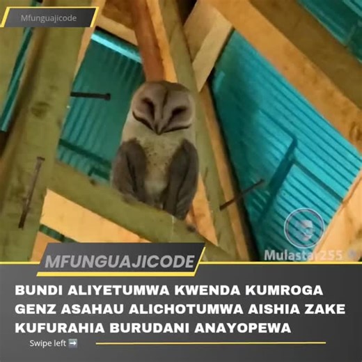 MFUNGUAJICODE on Instagram: "🤣🤣Bundi asahau alichotumwa aishia kufurahia burudani anayopewa na Genz kisha akageuza zake🤪🙌"