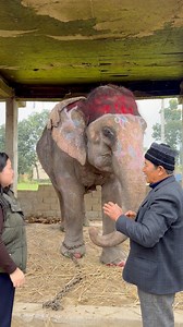 Pujakali lai best wishes Hamro Bata 😍🙏 #GoodMorningEveryone #nepalireels #chitwannepal #elephantlove #fypシ | Sumie Vlogs