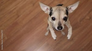 Dog asks for a treat, attentive canine, waiting for a snack, pet behavior.
