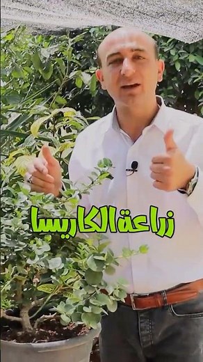 How to Grow Carissa Plants