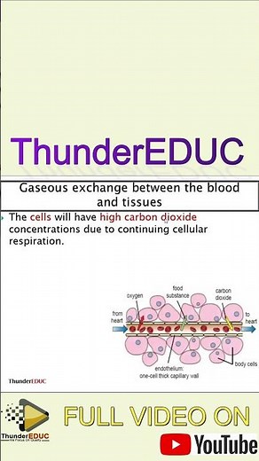 life sciences grade 11 gaseous exchange thundereduc