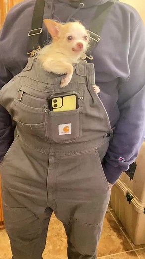 Adorable Chihuahua Snuggled in Overalls Pocket