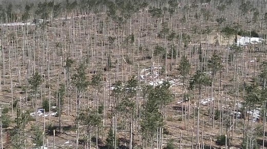 DRONE VIDEO | Severe ice storm snaps tree tops in Gaylord