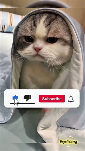 Màn đánh thức bạn thân bằng chiêu gọi KFC cực hài 🤣