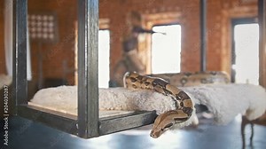 Young woman dances a belly dance in front of a snake in a studio