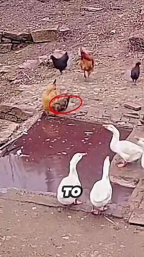 Brutal Duck Attack on Chick: A Shocking Encounter