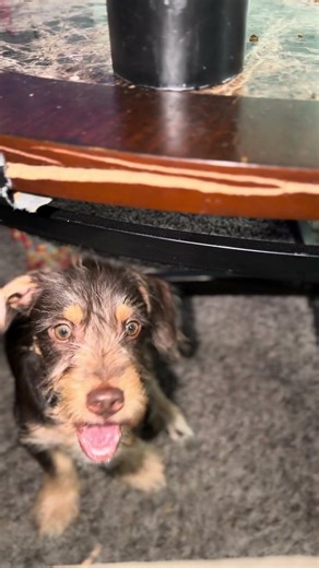 Get from under the table Duke. #puppy #cute