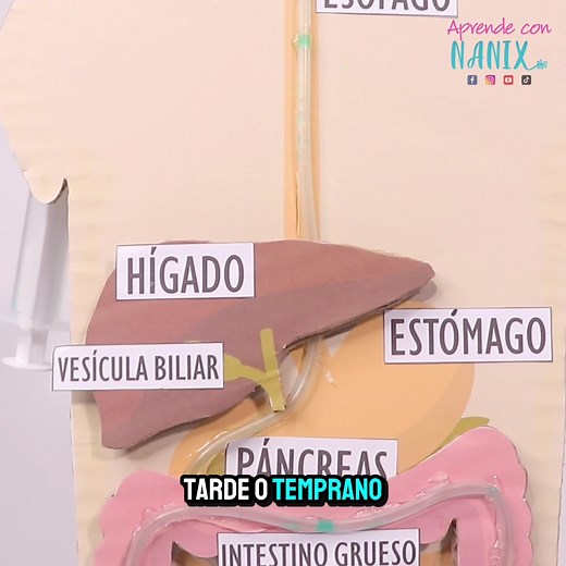 Maqueta del sistema Digestivo 💡Comenta la palabra “Digestión” para adquirirlas⬇️⬇️ 📌 Guárdalo para hacerlo después 📲 Compártelo con otras profes o mamás creativas 💖✨ 📦 Materiales: ✔️ Cartón ✔️ Manguera de Venoclisis ✔️ 2 jeringas 💉 🛠️ Sigue el paso a paso del video ▶️ Si quieres verlo con más calma, el tutorial completo está en mi canal de YouTube. ✨ Elabóralo y cuéntame cómo te fue 🤗 #digestion #anatomia #niños #primaria #neurodivergente